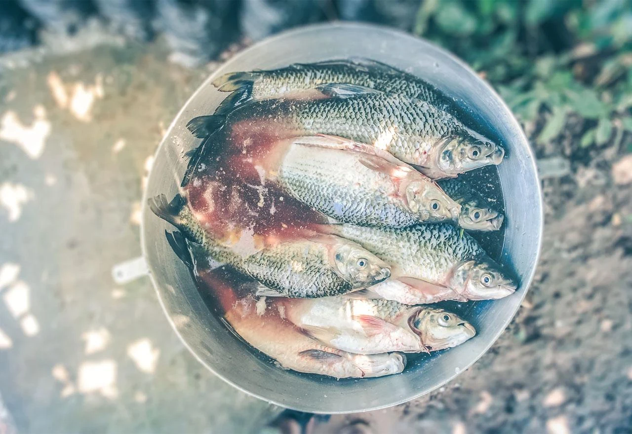Bh. riba pliva u Rusiju
