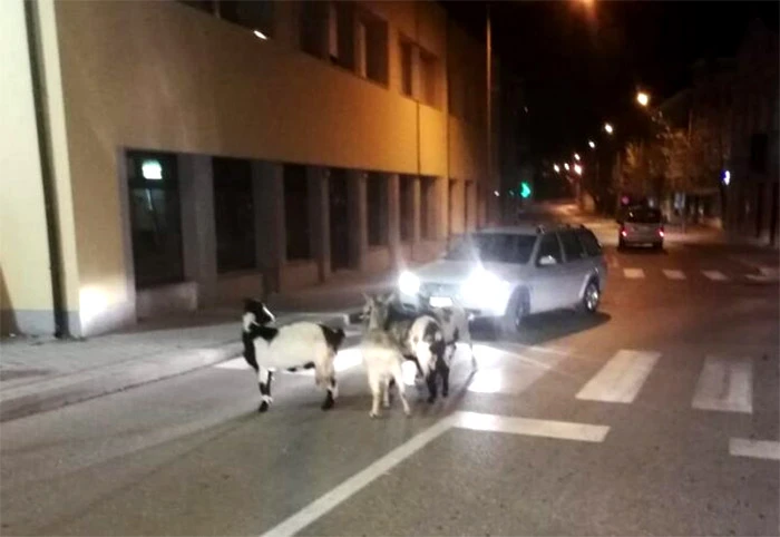 Netko je rano krenuo na izbore