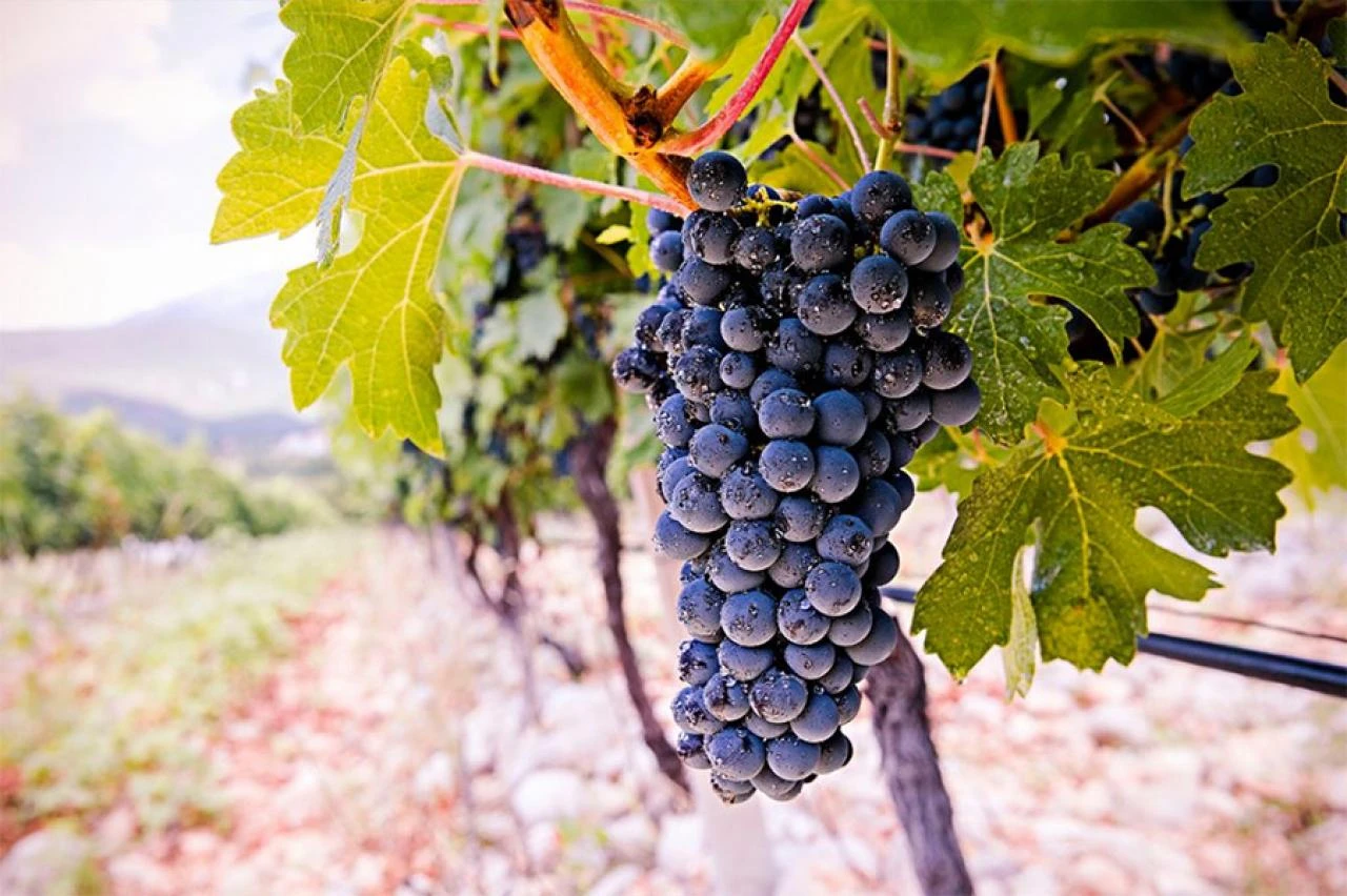 Prepolovila se prodaja i izvoz vina, što će biti s novom berbom?