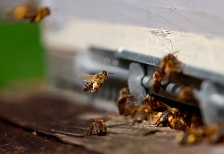 Pomor pčela - uzrok nepoznat, ali je Glifosat u blizini!