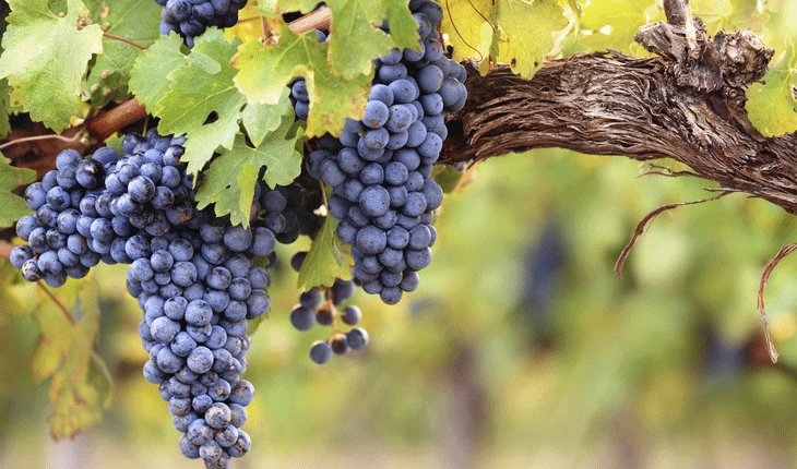 Preporuke za vinogradare u HNŽ-u: Vrijeme za dušično gnojivo