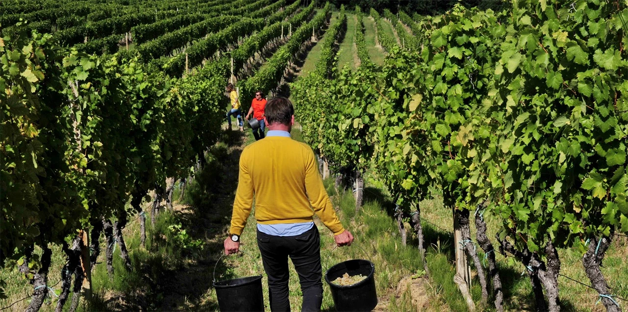 HNŽ: Kako zaštititi vinograd od plamenjače i pepelnice?
