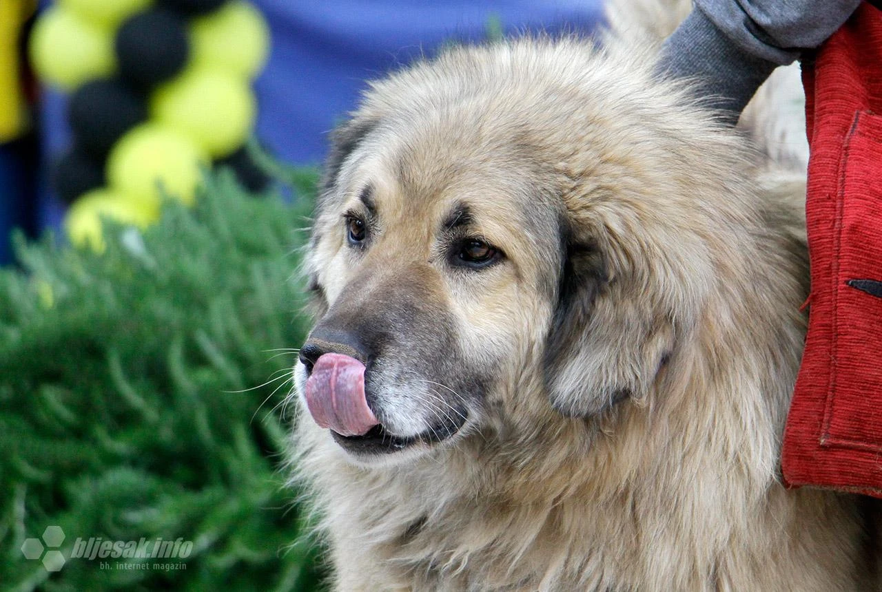 Dogs Trust završio sterilizaciju pasa u KS i HBŽ