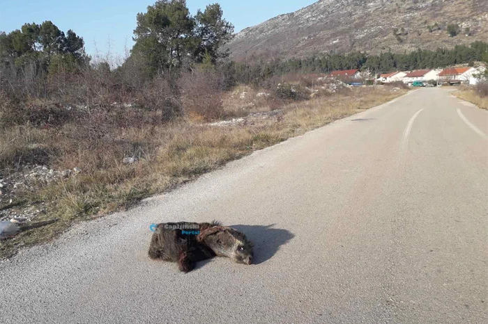 Lovci iza sebe ostavljaju strvine po cesti