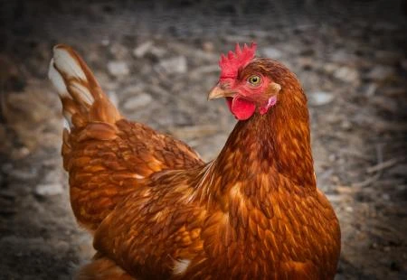 Češka: Ponovno se pojavila ptičja gripa