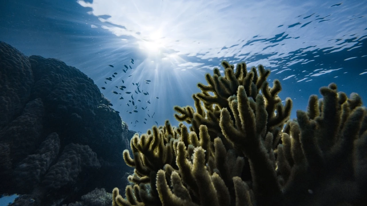 Oceanima nestaje kisika