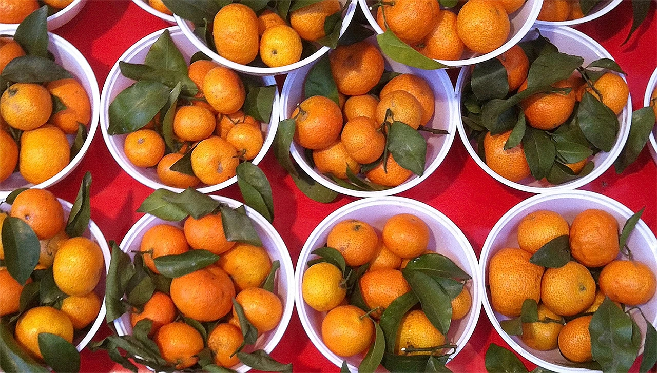 Ugrožena berba mandarina u dolini Neretve