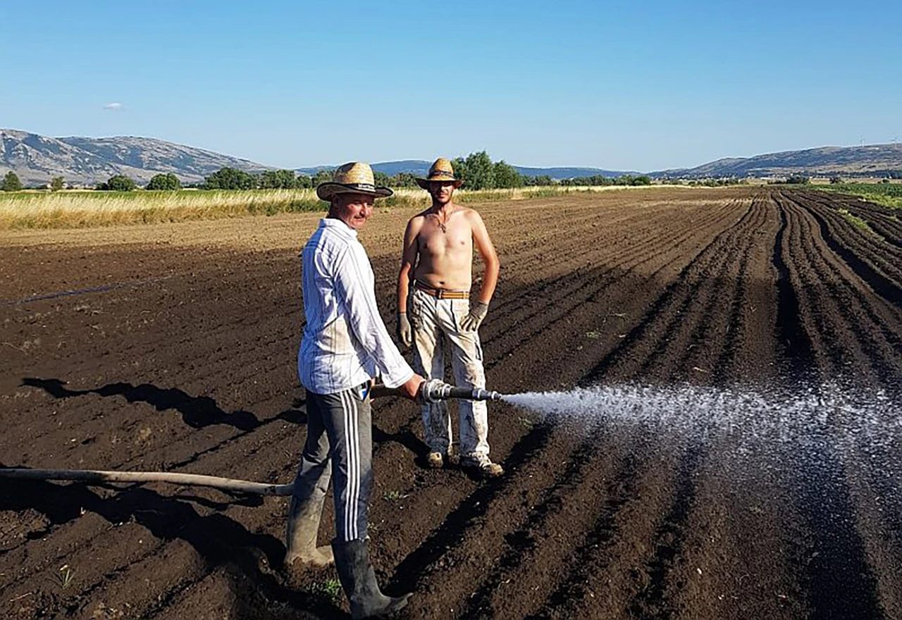 Nezaposleni branitelj iz Tomislavgrada uzgojio tone mrkve, ali je nema kome prodati