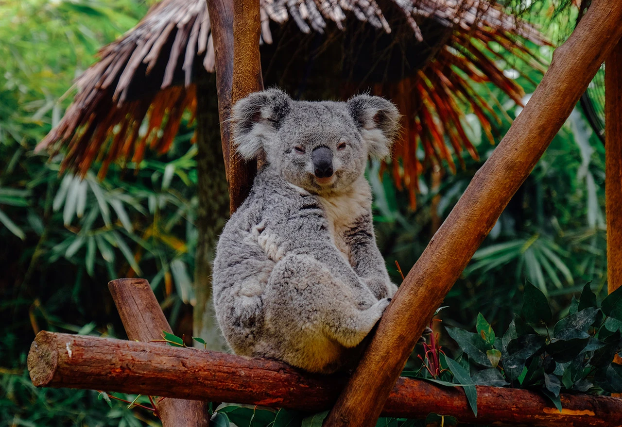 Požari u Australiji: Uginulo na stotine koala