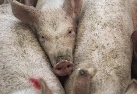 Srbija provjerava 'sumnje' u svinjsku kugu