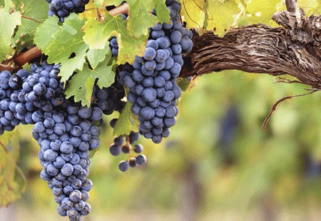 Vremenske neprilike uzrokovale razvoj bolesti u hercegovačkim vinogradima