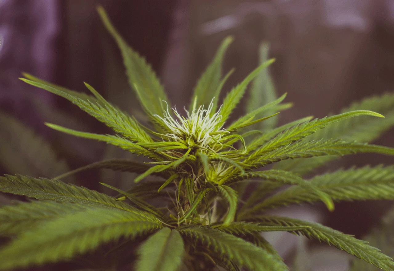 Luksemburg legalizira kanabis