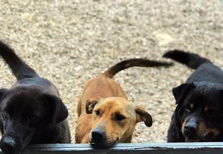 U HNŽ-u kreće masovna sterilizacija napuštenih i besplatna sterilizacija vlasničkih pasa