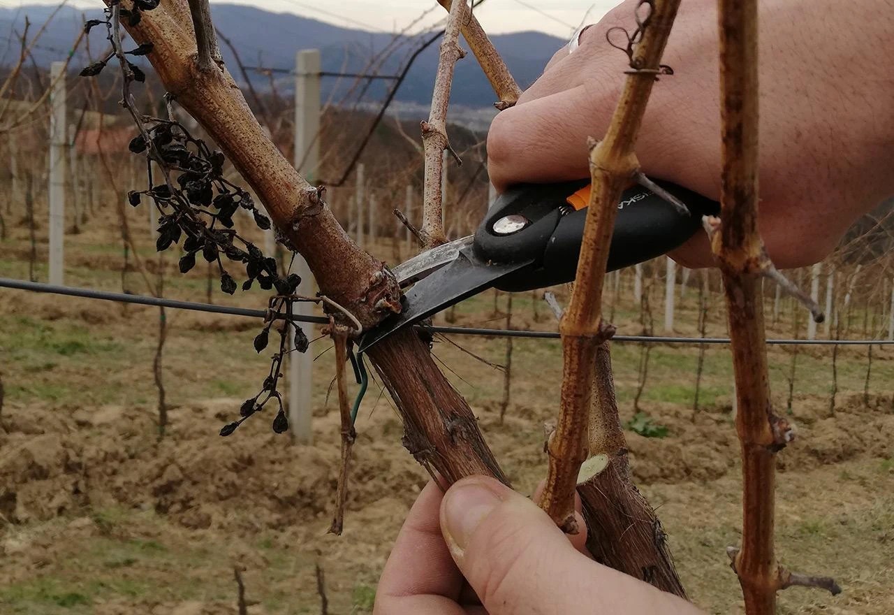 Započeli radovi rezidbe u žepačkim vinogradima