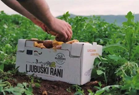 Snaga udruživanja: Pozitivna priča o ljubuškom krumpiru
