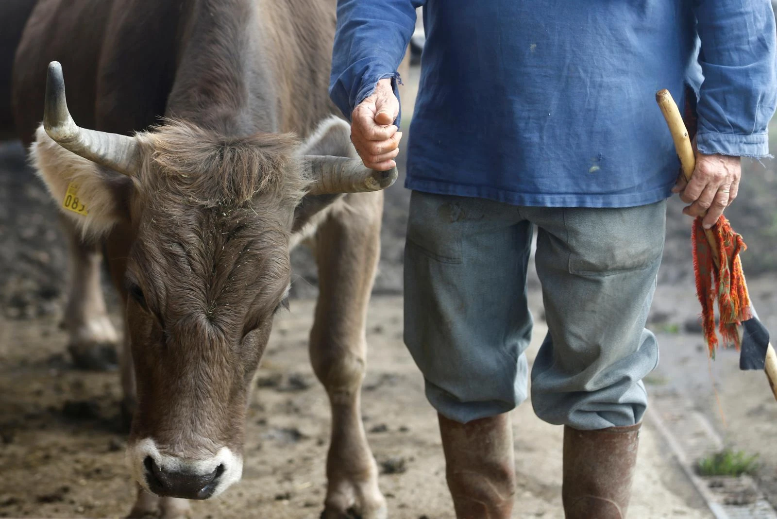 Što je krava bez rogova: Švicarski farmer izborio se za referendum o rogovima