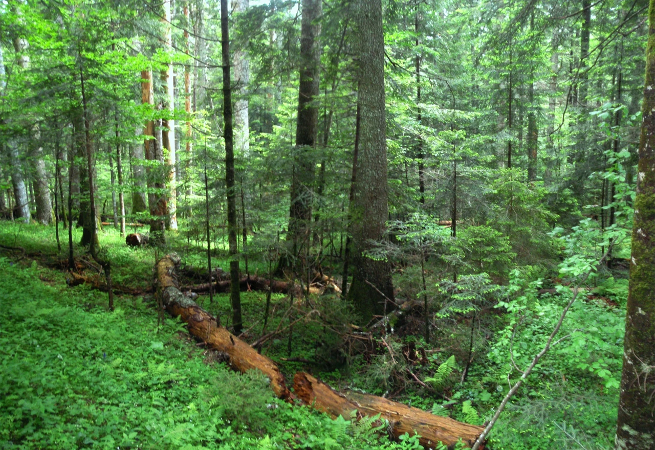 Prašuma Perućica, jedinstveni biser biodiverziteta na tlu Europe