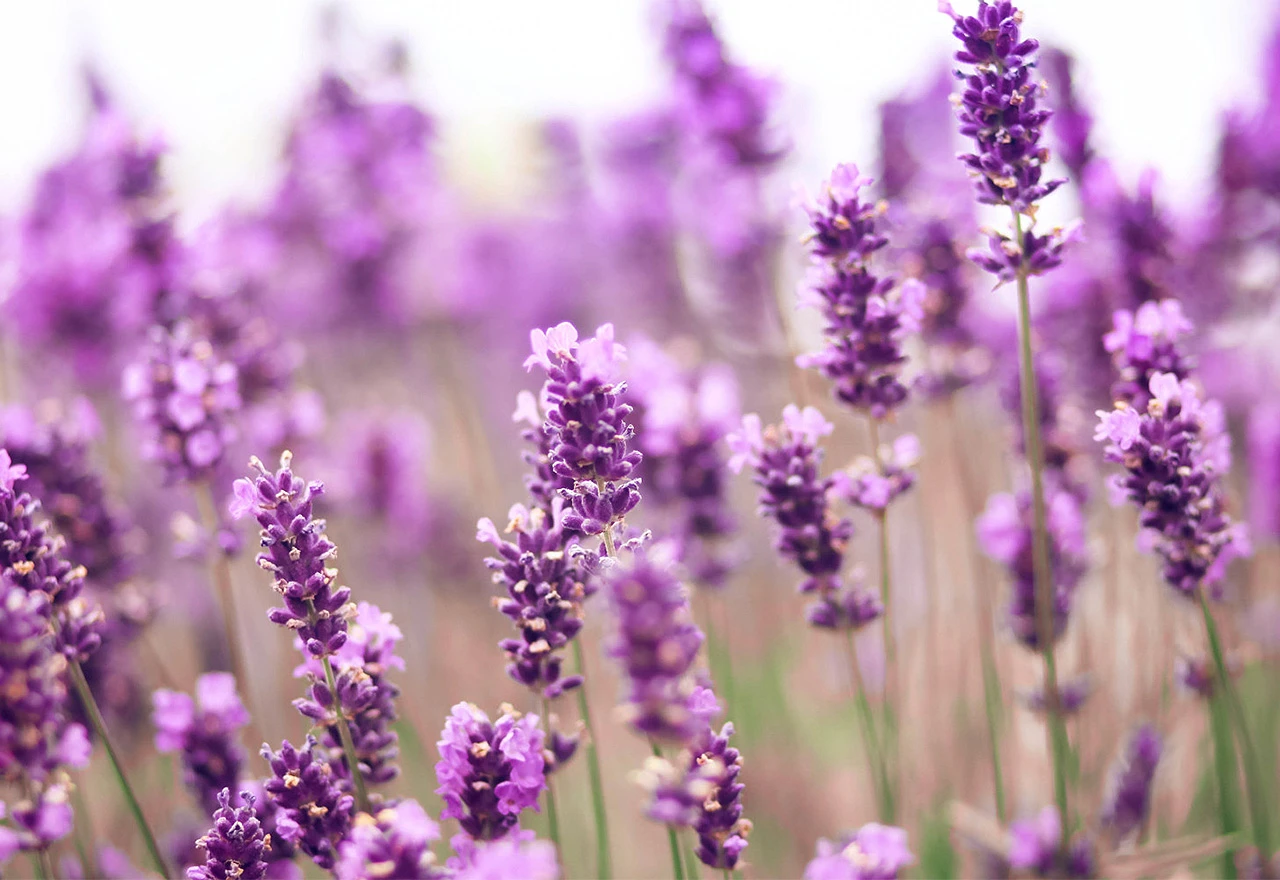 Lavanda: Čudotvorna biljka koja liječi