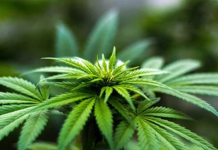 Nastavak akcije 'Damar': Oduzeto 2.085 stabljika marihuane i oružje