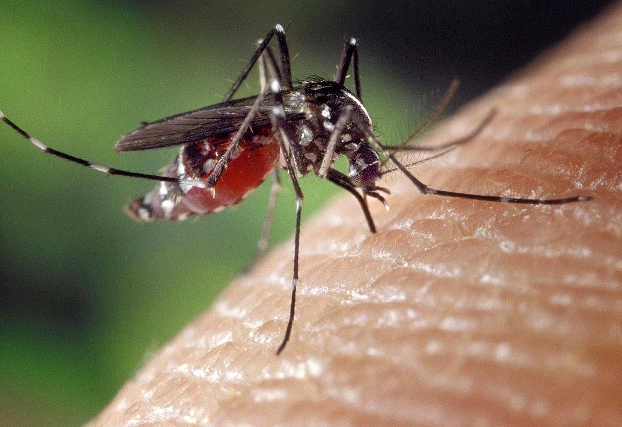 Virus Zapadnog Nila stigao u BiH