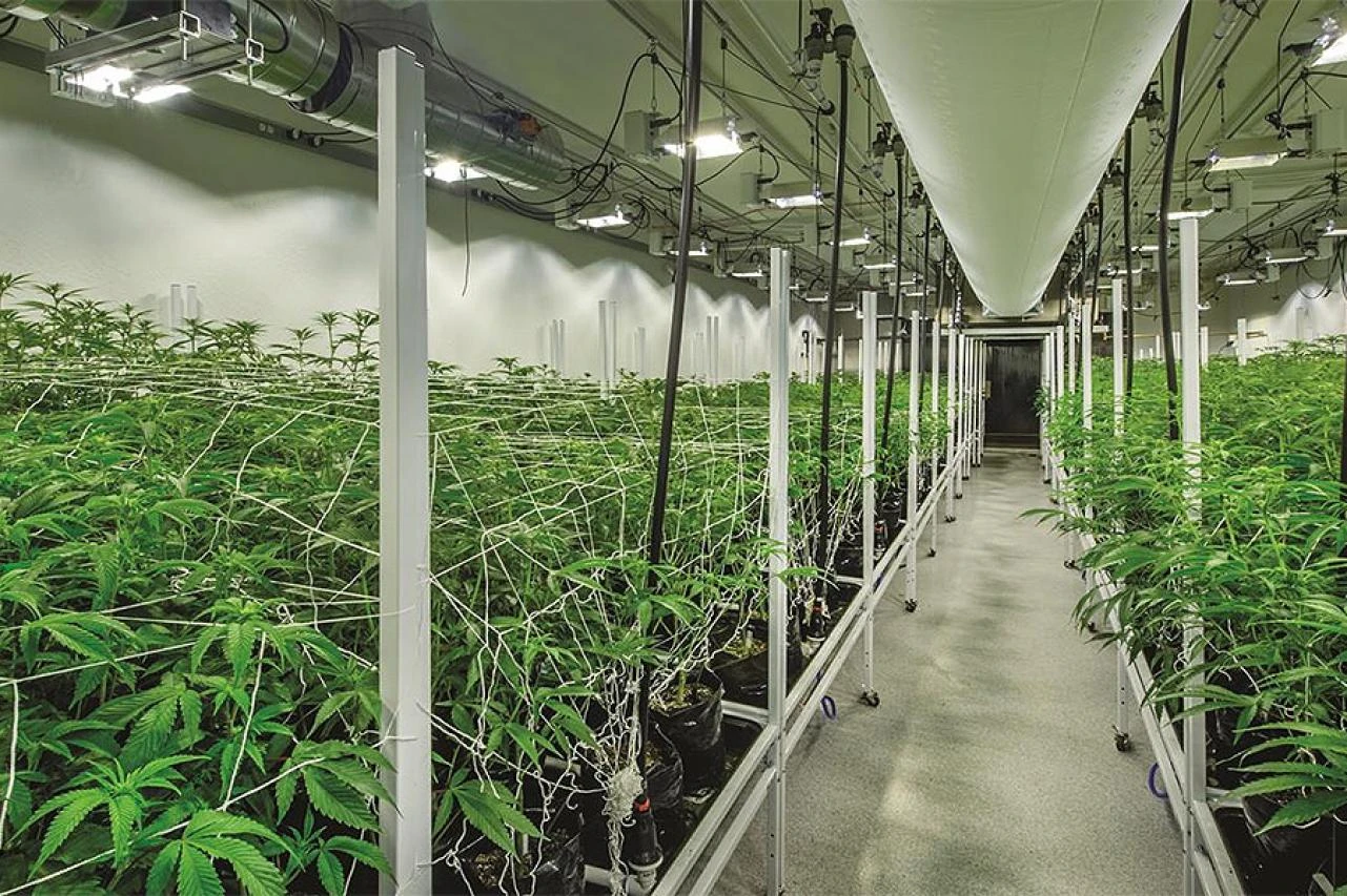 BiH bi uskoro mogla legalizirati kanabis
