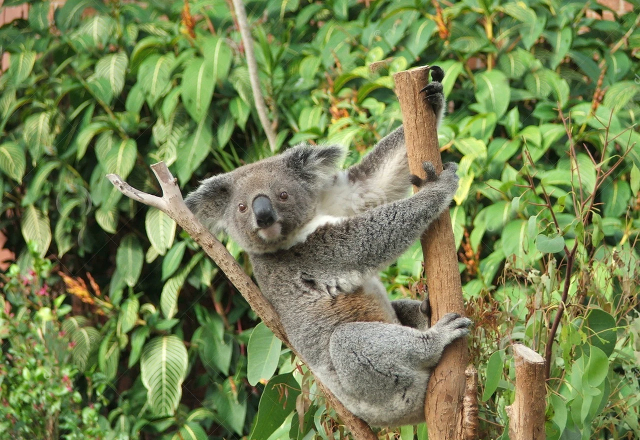 Koale bi u Australiji mogle izumrijeti do 2050.
