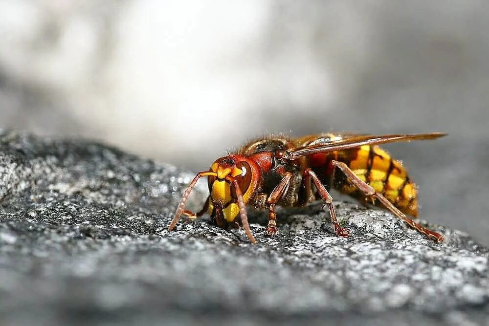 Čapljina: Vatrogasci spasili stanovništvo od stršljena