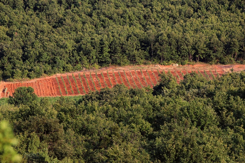 Hercegovački vinogradari bore se da sačuvaju dobar rod grožđa