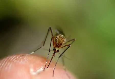 Kako se riješiti otečenosti i crvenila nakon uboda komarca
