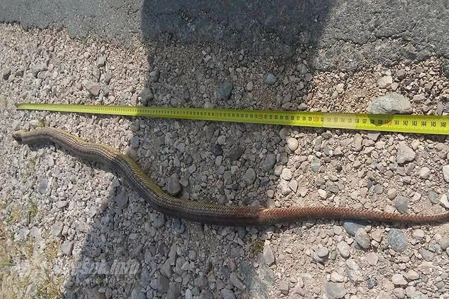 Mrcina: U Čitluku ubijena zmija duga 160 cm