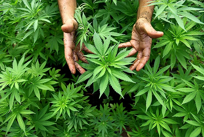 Kanabis će u BiH još dugo biti nelegalan