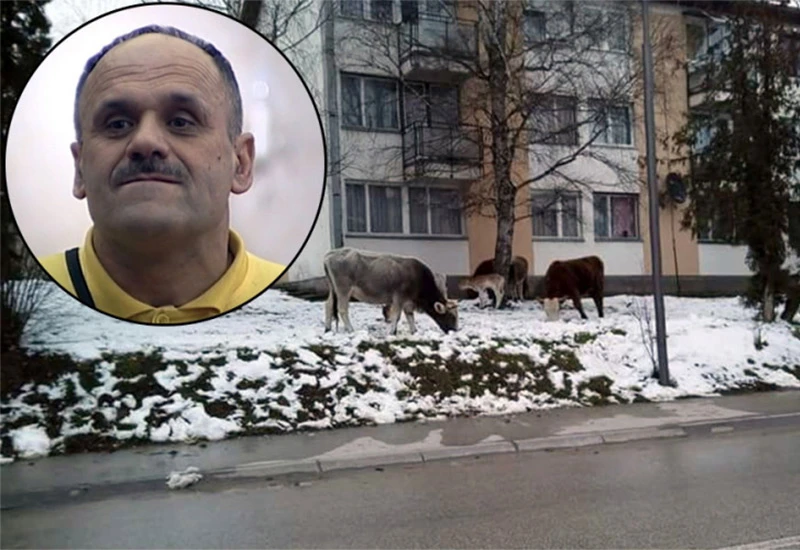 Zmaj od Šipova pustio stoku u grad