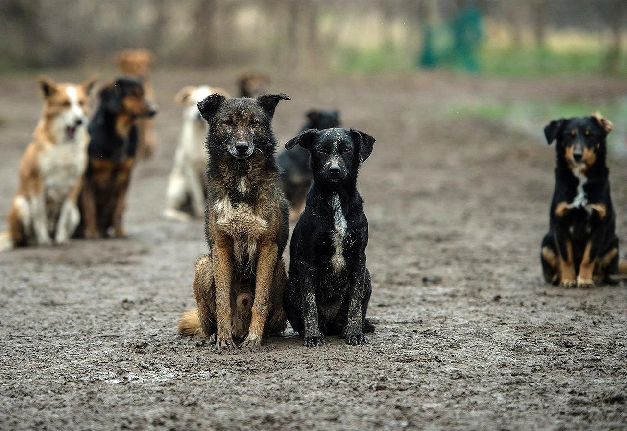 Srbija: Zatvorenici će se brinuti za napuštene pse