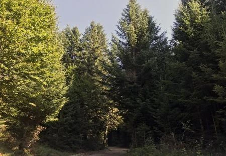 Rekordna godina Šumarije Kupres