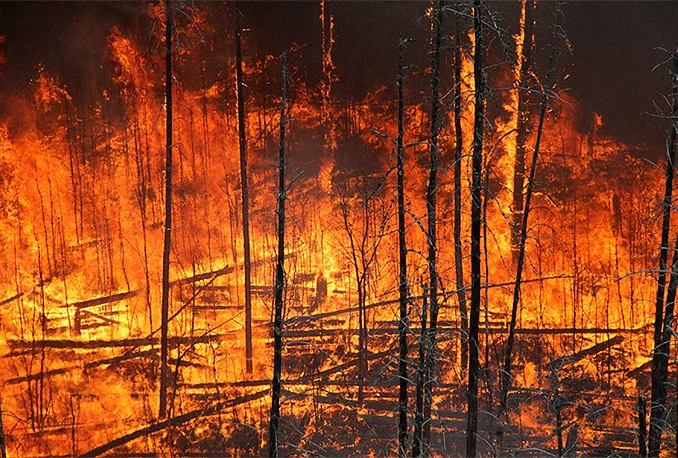 Izmjene Zakona: Zabrana loženja otvorene vatre u šumama i na šumskom zemljištu