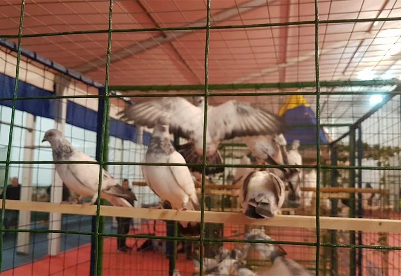 1.700 ptica, peradi i ribica na izložbi u Zenici