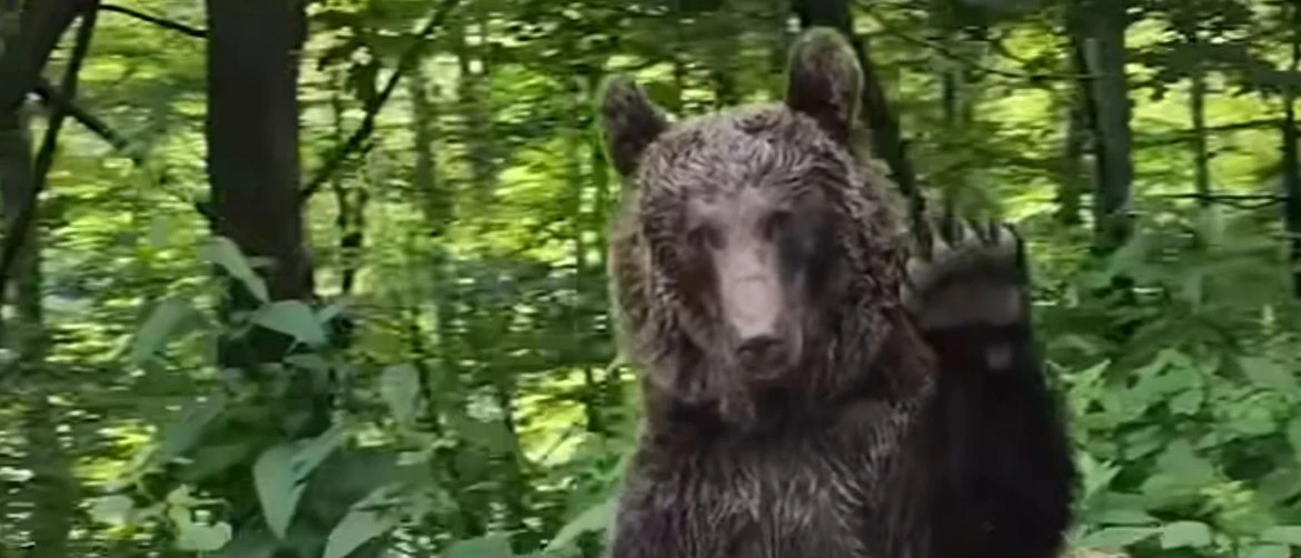 Propustili medu preko ceste, njegova ih je reakcija oduševila