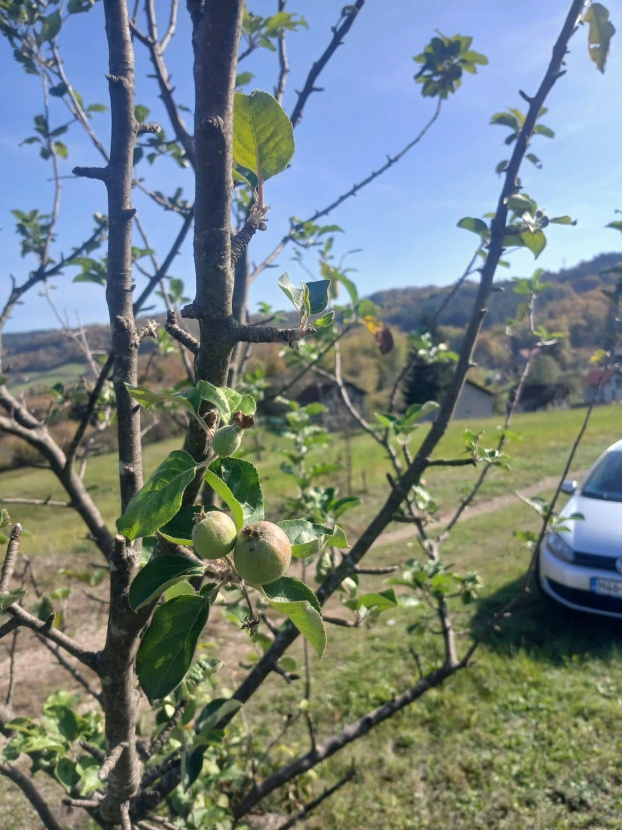 Toplo vrijeme zbunilo voćke: Na grani jabuke mladi listovi i novi plodovi
