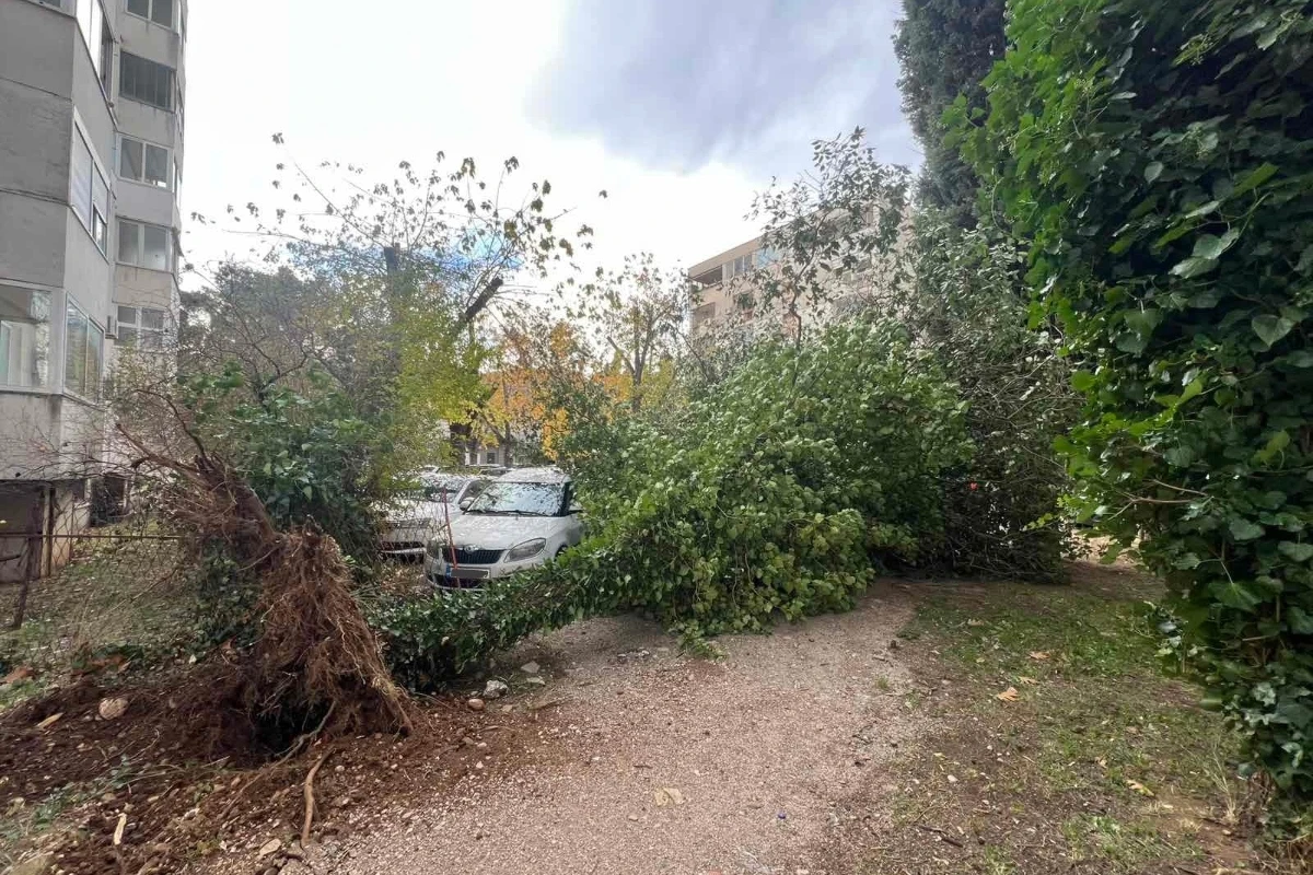 Mostar: Vjetar napravio probleme, pokidao stabla i oštetio automobile