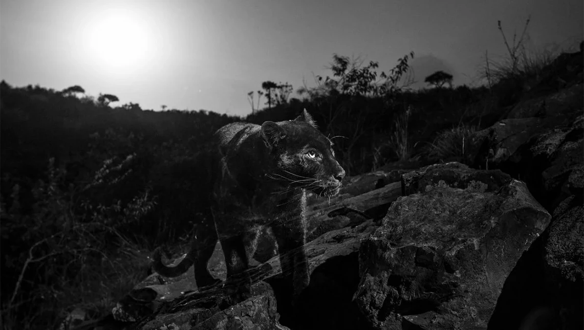 Prve fotografije crnog afričkog leoparda nakon više od stoljeća!