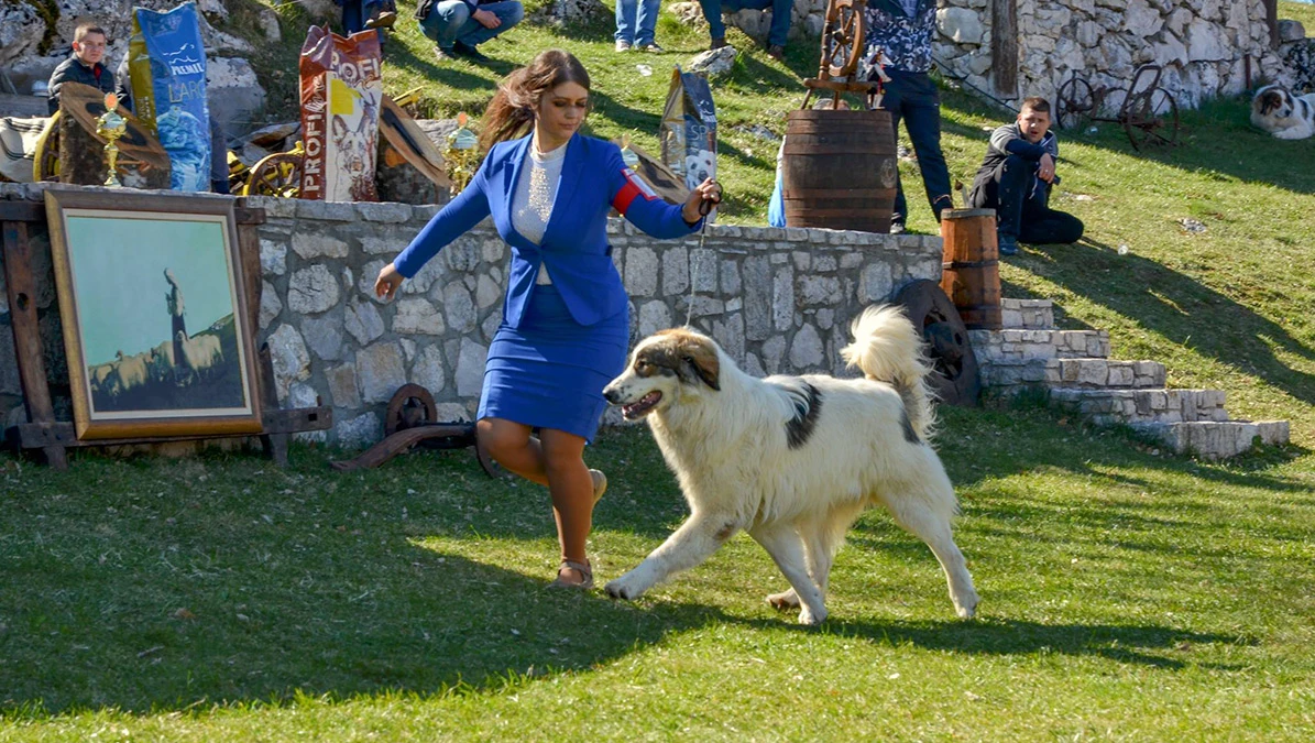 Izožba pasa u Livnu