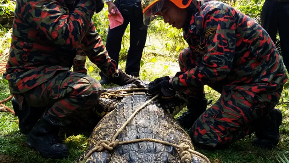 Pronađen krokodil dugačak 4 metra, težak 400 kilograma