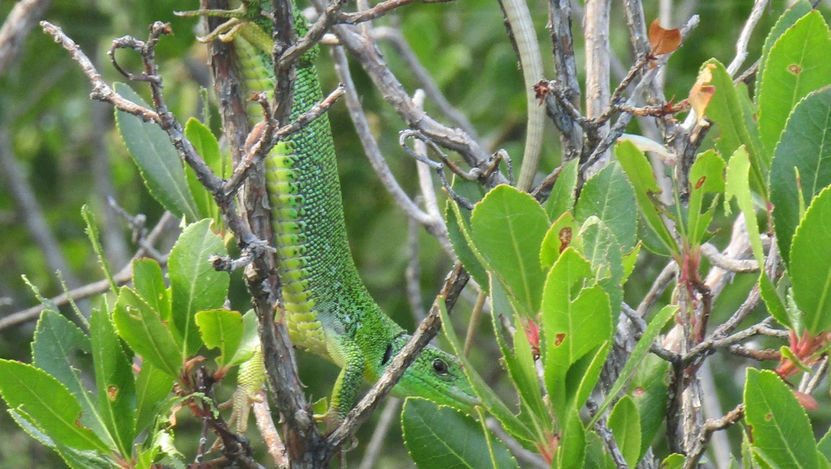 Hercegovačka iguana