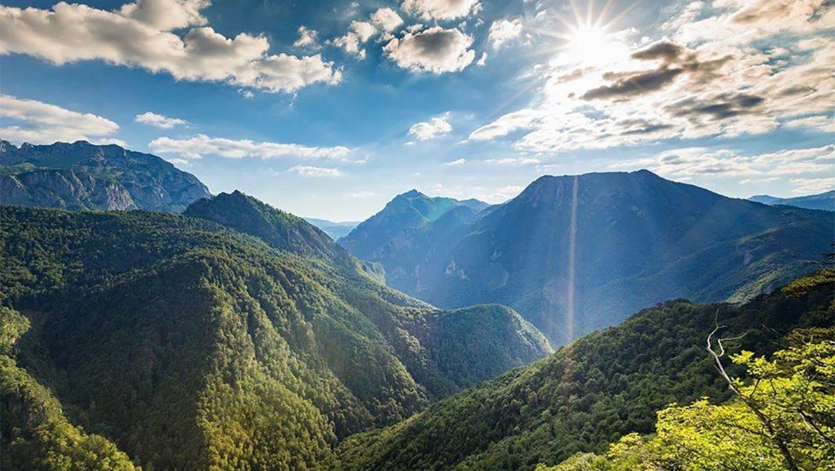 Međunarodni dan prašuma