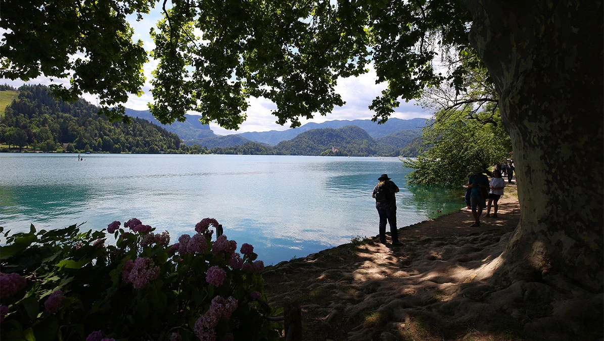 Bled