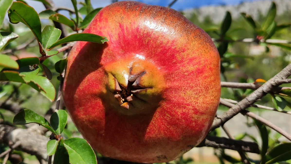 Šipak - simbol Hercegovine