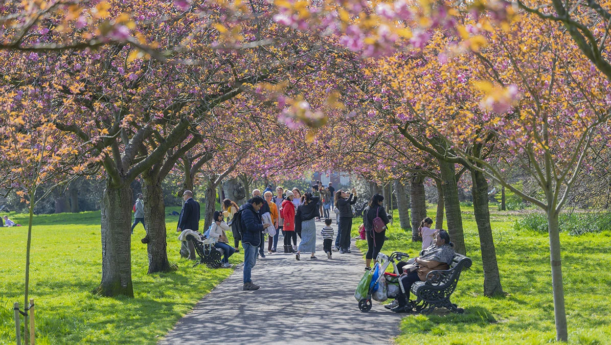 Japanska trešnja u Londonu