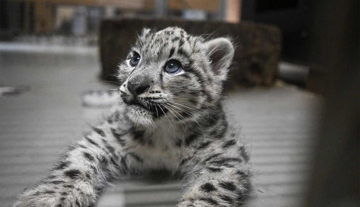 Snježni leopard