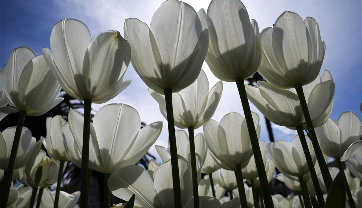 Sezona tulipana
