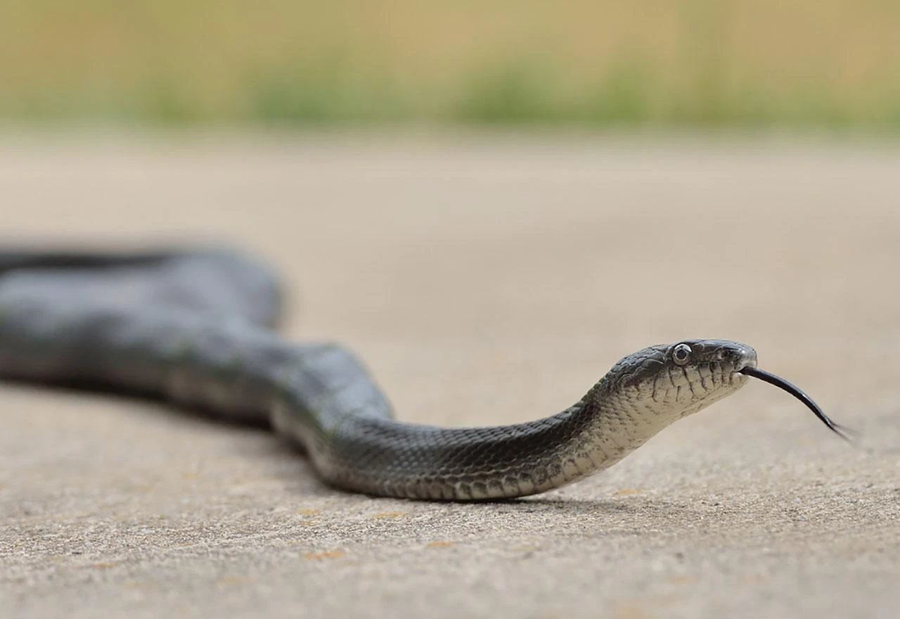 Mostarski vatrogasci 'hvatali' zmiju u stanu 